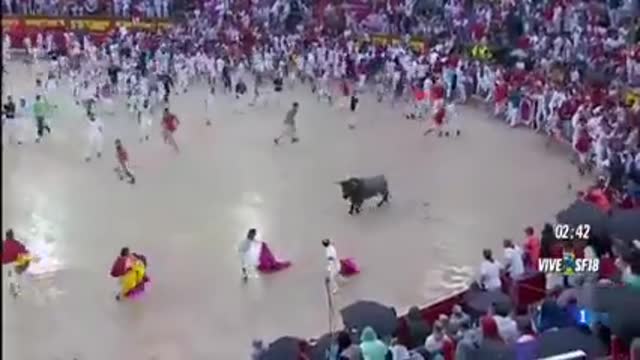 Spanish bull