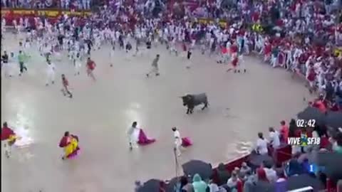 Spanish bull