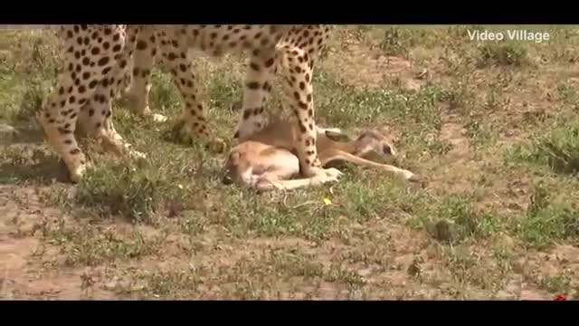 Lion Saves Baby Deer From Hungry Leopard Tiger