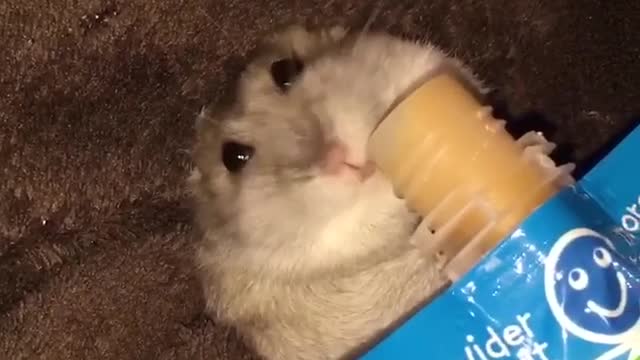 Hamster feeds herself baby food! cute!