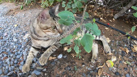 MICHAEL JACKSON - Homeless cat in Ras Al Khaimah, UAE #cat #cats #MichaelJackson #emirates #ae #UAE