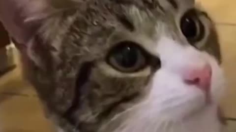 So Cute Cats Best Funny Cat Videos 2021