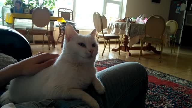 Strange white Cute Cat