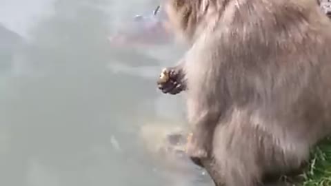 YOU FISH DONT STEAL MY FOOD