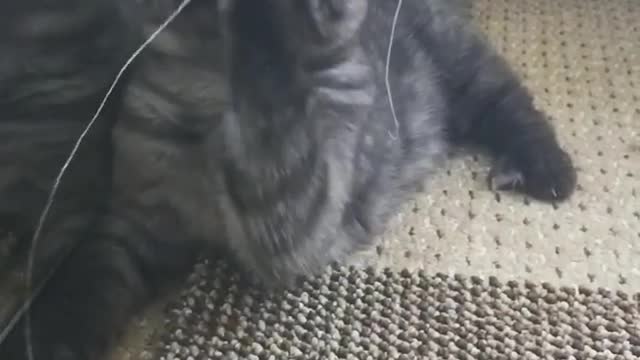 Slow Motion Caty Playing