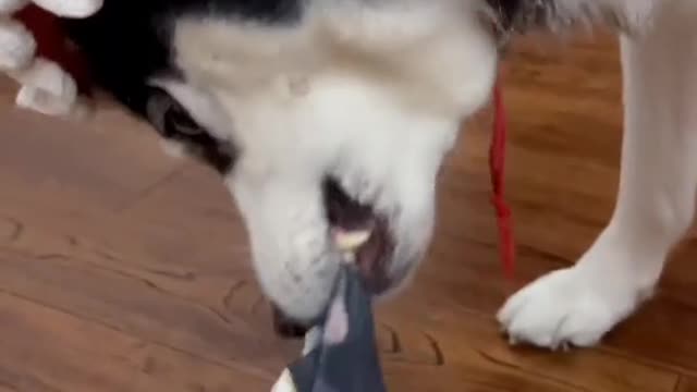 It must have been a beautiful dog