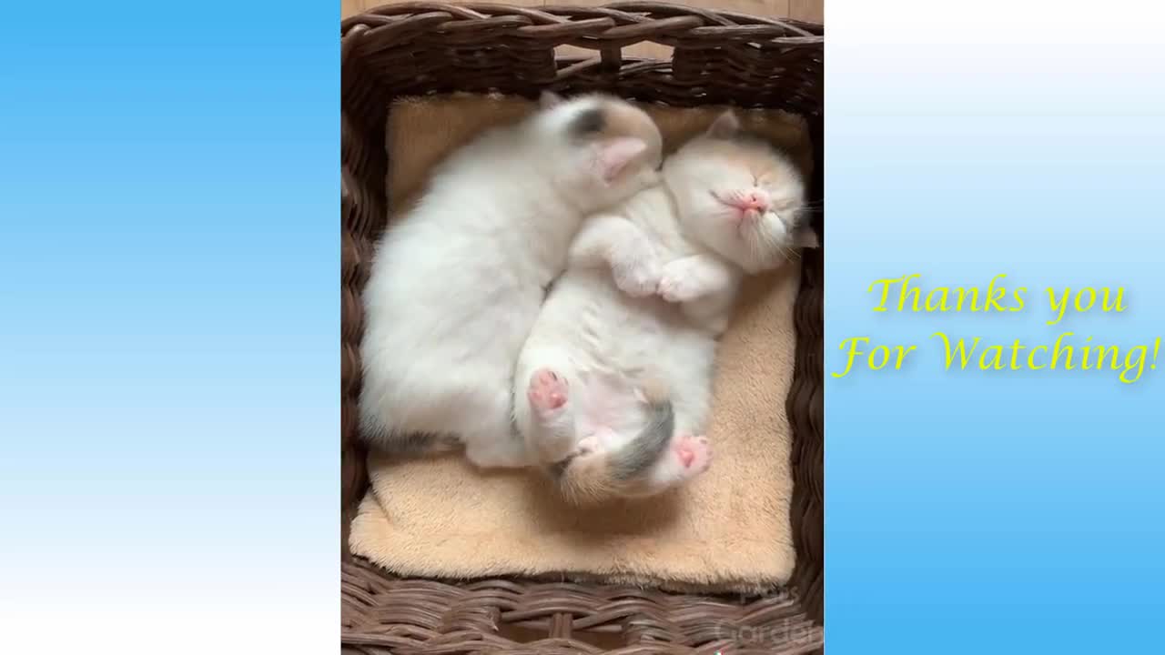 Cute Cats And Funny Dogs Videos