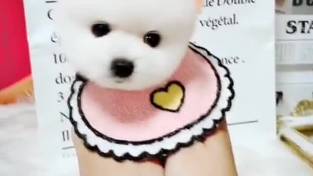 cutest dog that make you feel lovely _ funny animals video