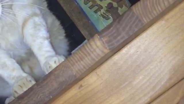 Yellow cat on clothes drawer knocks off white remote