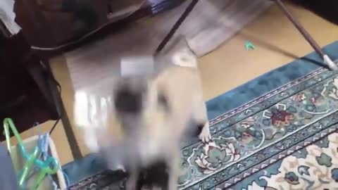 Funny Dogs- Barking