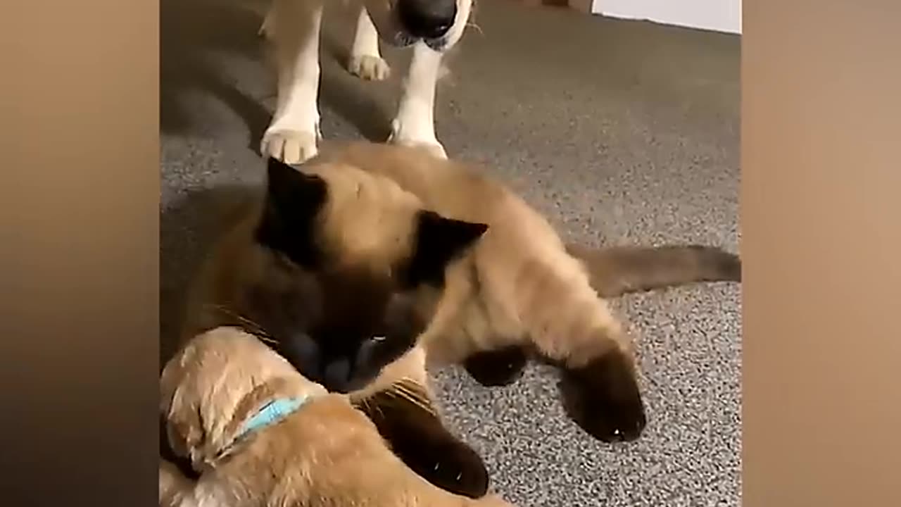 Cat Comforts Crying Puppy During Mom's Break video