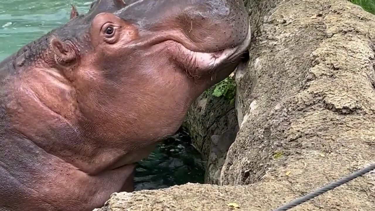 Hungry Hippos Enjoy Pumpkin Treats