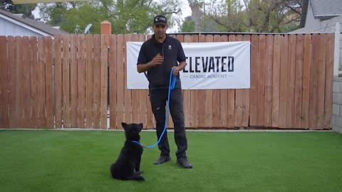 Dog Training method