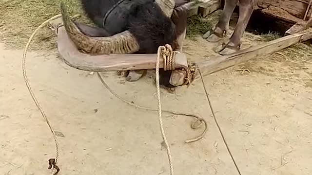 Clever Water Buffalo Saddles Up