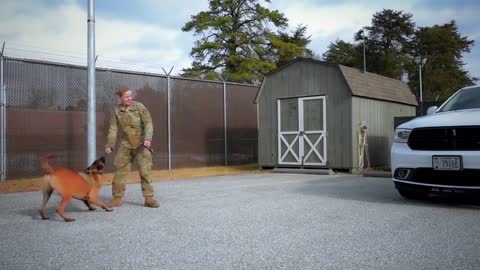 Military working dog