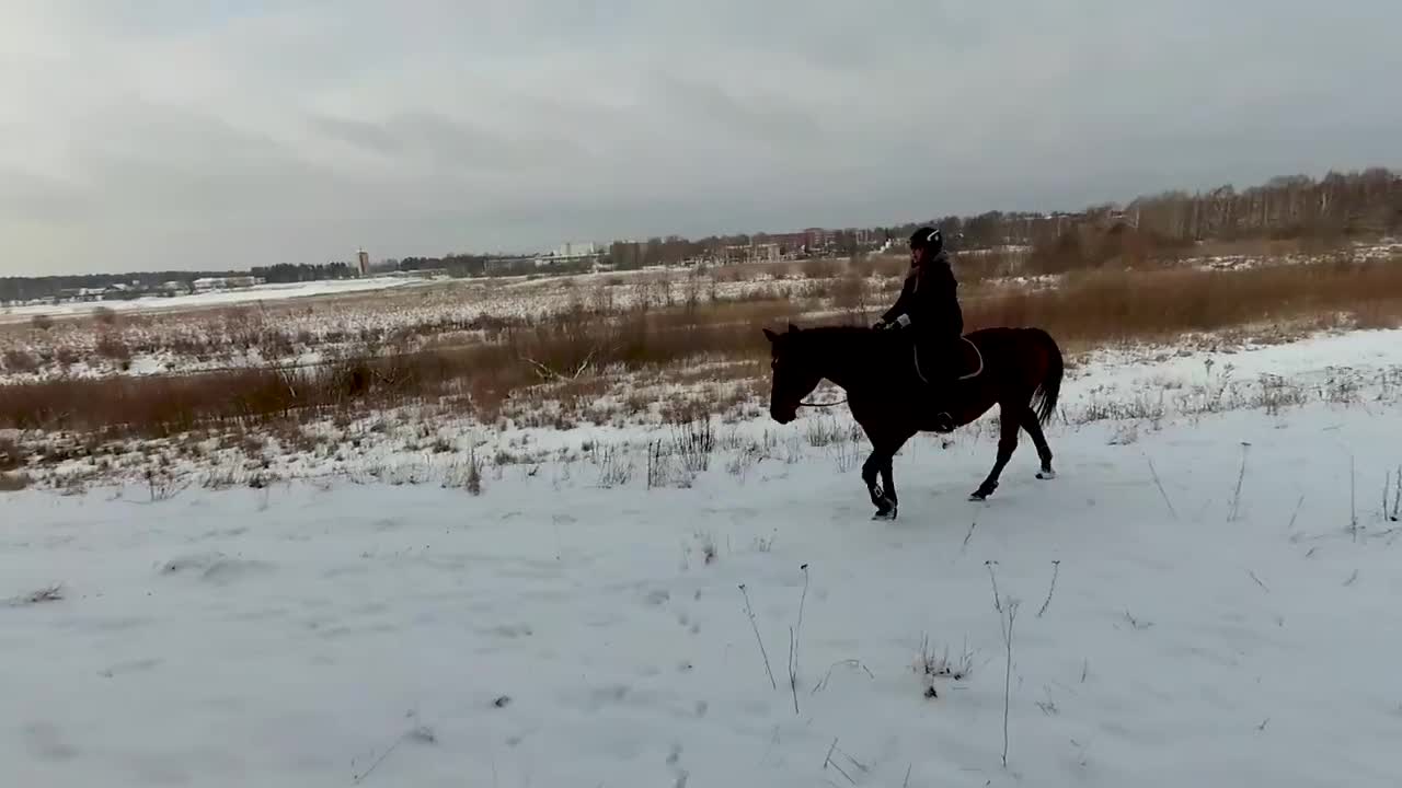 Friendly Horse Comes The snow To training With Owner