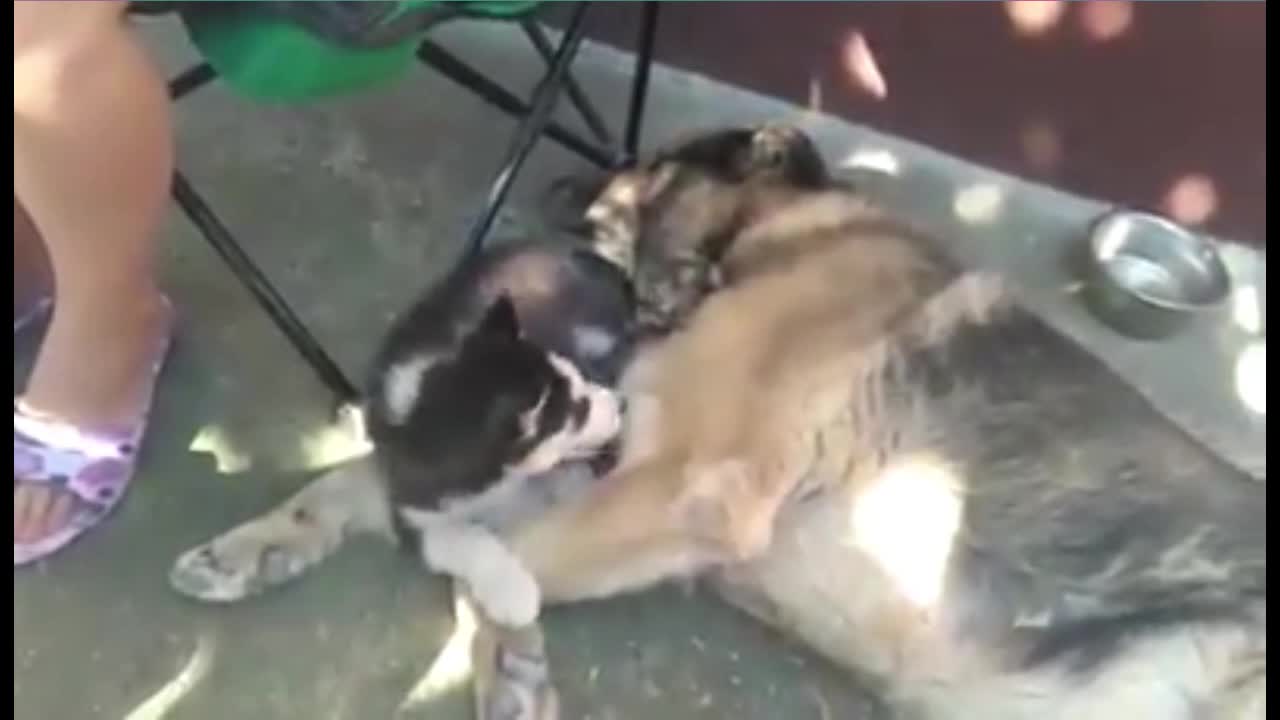 Old dog bonds with new husky puppy