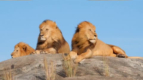 Loin