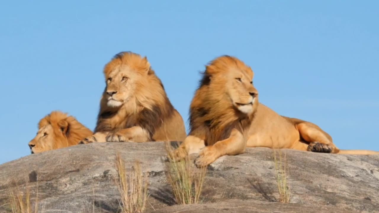 Loin