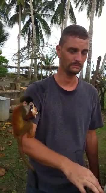 Little Monkey and Big Coconuts