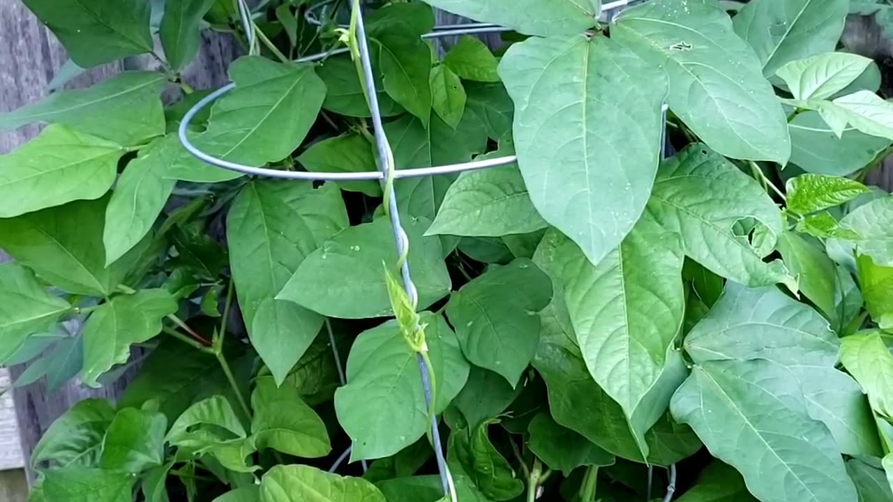 Summer Vegetable Garden Update in July 2024