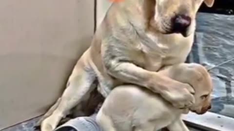 Mother dog stands up to protect her little one!