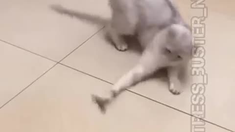 Cute cat🐈😻 funny viral video 😂