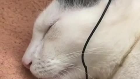 My Cute Kitten Funny Cat is Listing The Music Using Headphones