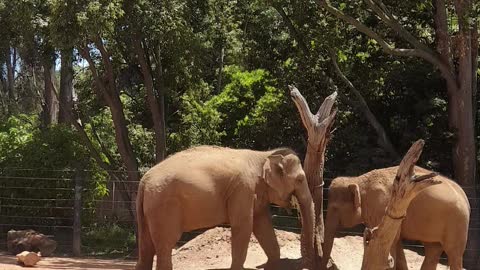 Feeding elephants at the Melbourne zoo