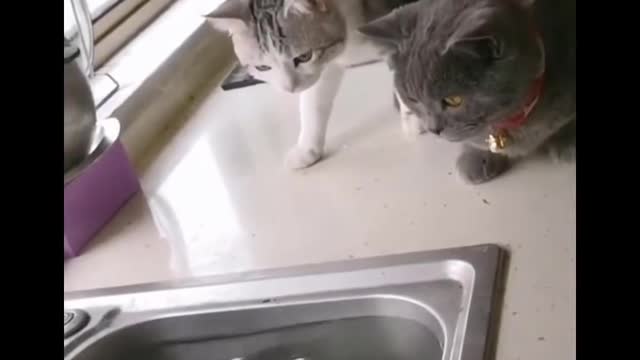 Funniest Cats - Funny Cats Life - Funny Animal Videos Episode 12