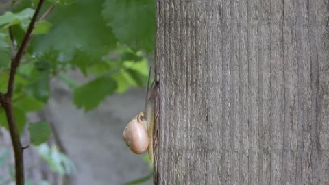 Snail climbing