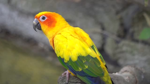 Beutiful Parrot bird