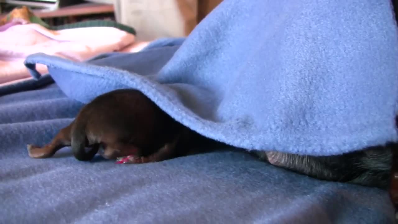 Dachshund -1st Puppy Birth