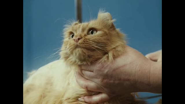 The most funny cat funny moment...😽😽😽😘😘😘😘😺😺😺😙😙😚😽😽😽
