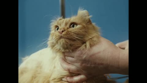 The most funny cat funny moment...😽😽😽😘😘😘😘😺😺😺😙😙😚😽😽😽