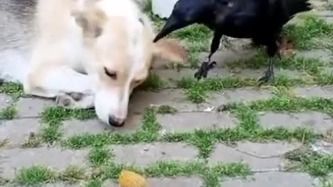 Dog and raven