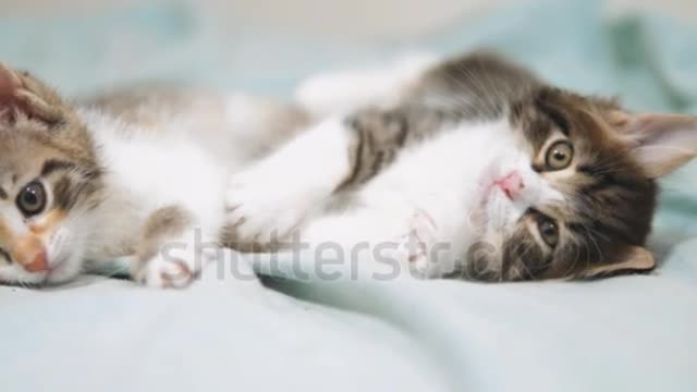 there kittens