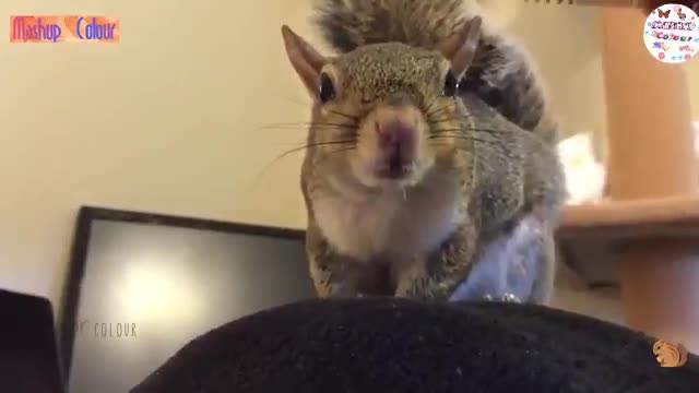 Cute Squirrel Whatsapp Status Video Cute Animals Status Video 30 sec Squirrel Video