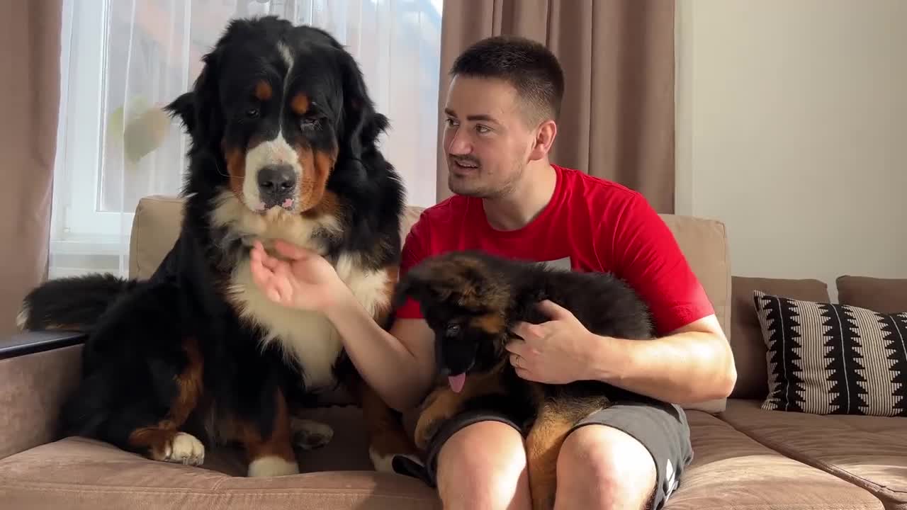 Bernese Mountain Dog Meets German Shepherd Puppy for the First Time