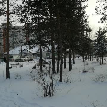 A walk through a small forest in the city of Neryungri in winter.