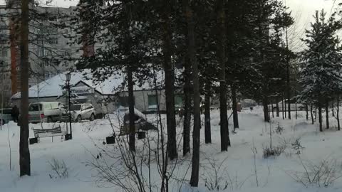 A walk through a small forest in the city of Neryungri in winter.