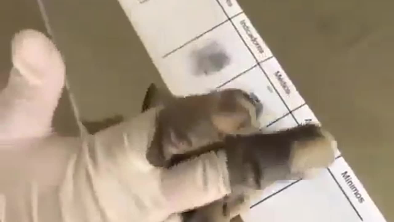 Finger Printing The Dead