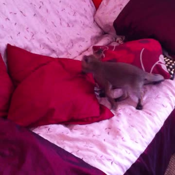 Playful baby fox