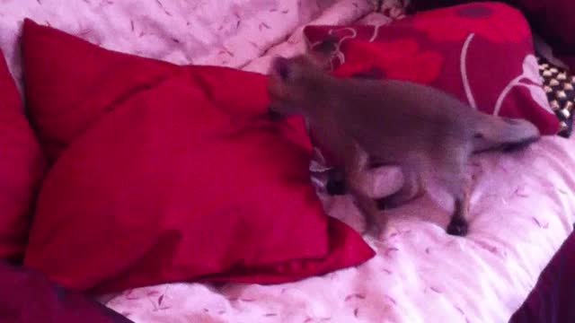 Playful baby fox