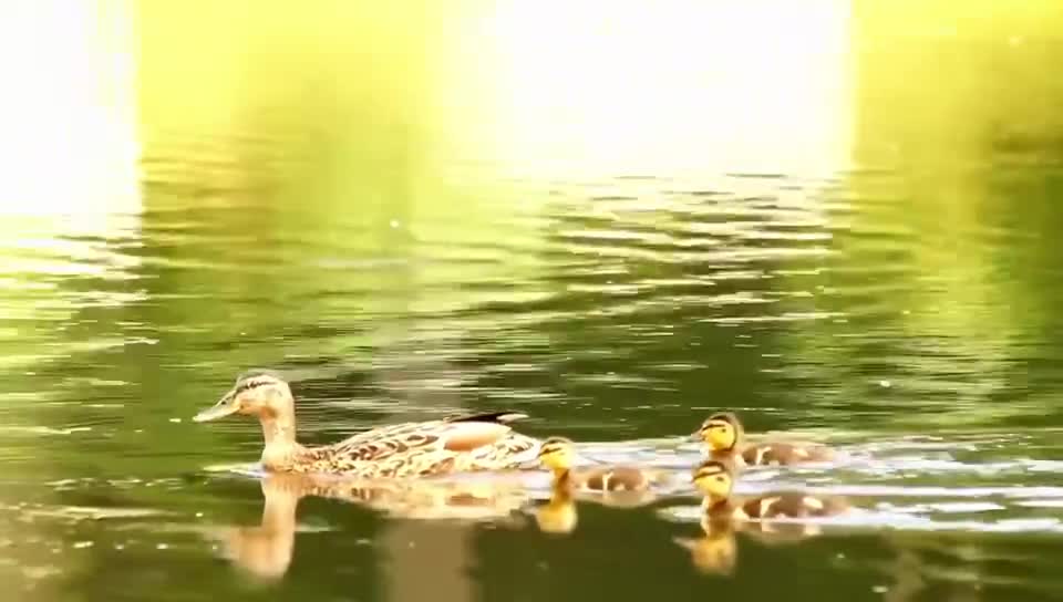Mother and child start learning to swim