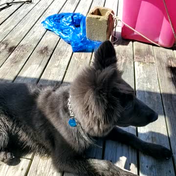 BlueBay Shepherd enjoying time on the dock