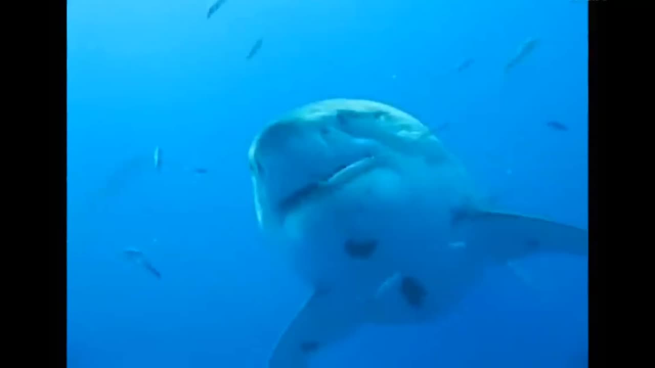 The Biggest Great White Shark