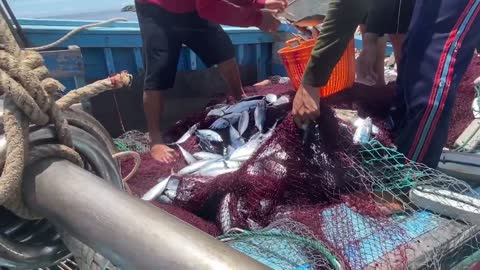 fish harvest at sea