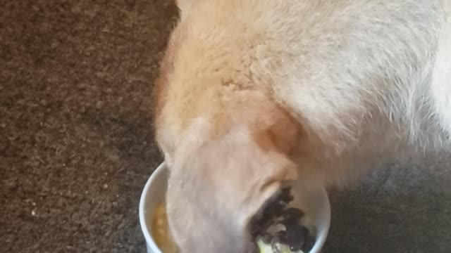 Shepinois puppy's warning