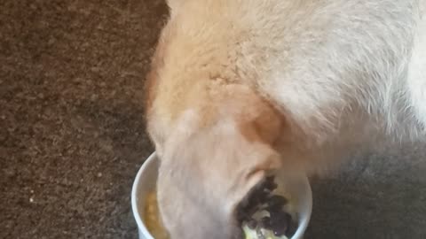 Shepinois puppy's warning